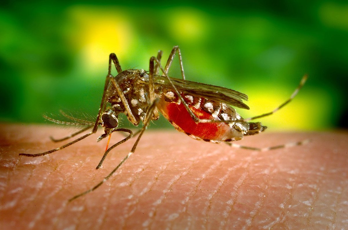 Climate change &amp; human activity are enabling the spread of mosquito-born diseases 🦟, like dengue fever. Stanford infectious disease experts and disease ecologists discuss what we know + how communities can protect themselves from changing disease threats: stanford.io/47tGe6P