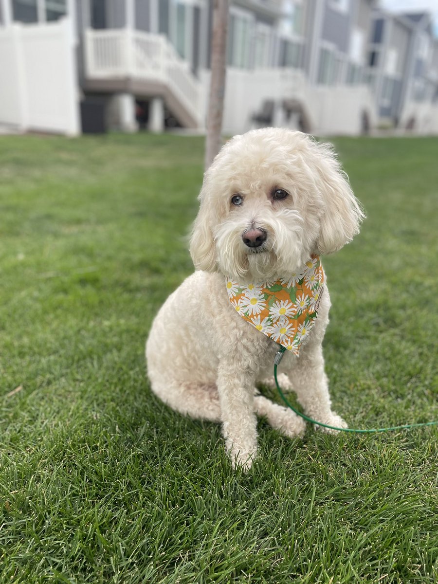 cass_saag's tweet photo. Just here to tell the world how much I love my dog again https://t.co/6CdD1yolhX