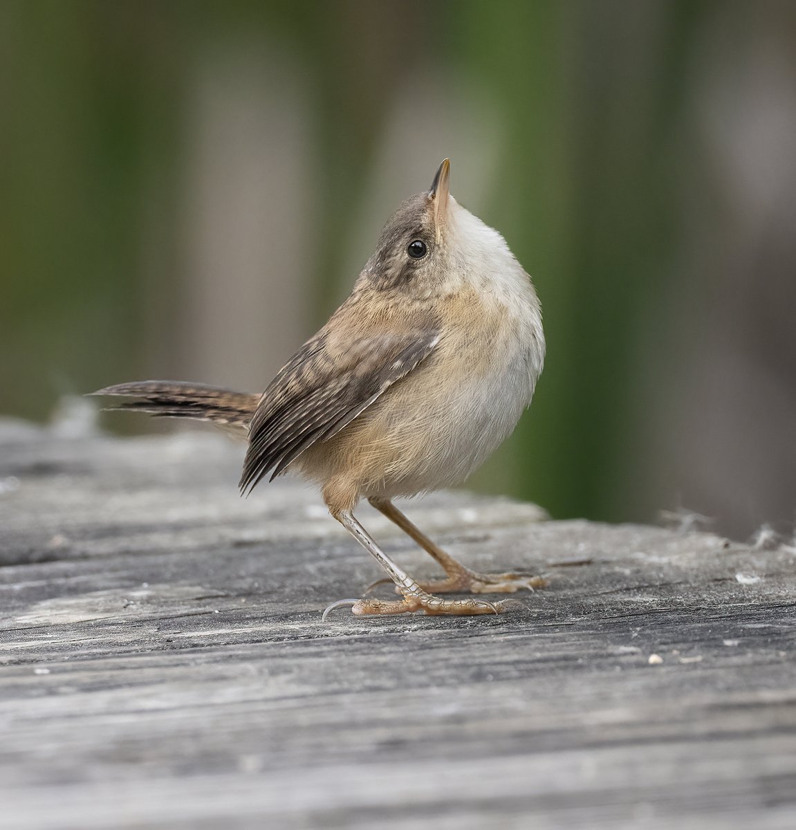 A young Marsh Wren exploring the world.