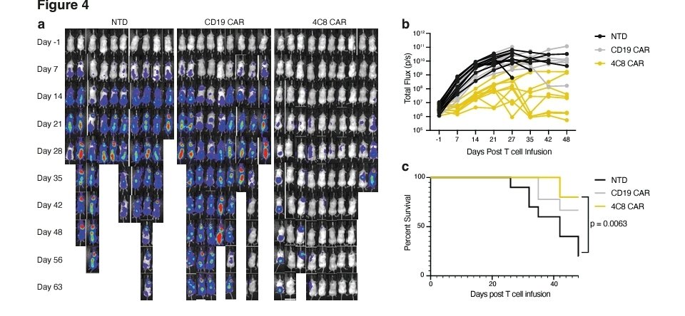 Ashraf Saad, bridging Glycobiology and Oncology! (@asashraf123321) on Twitter photo #glycotime
🚨<a href="/Sallydabelsteen/">Sally</a> <a href="/IAmDrDex/">Avery Posey</a> <a href="/HansWandall/">Hans Wandall</a>+others generated 4C8, a cancer-specific mAb, against tumor-associated Tn-glycosylated CD44v6 (sparing healthy keratinocytes).4C8 CAR T cells were effective against multiple solid & leukemic cell lines‼️
tinyurl.com/y5kew9fy #glycotime
🚨<a href="/Sallydabelsteen/">Sally</a> <a href="/IAmDrDex/">Avery Posey</a> <a href="/HansWandall/">Hans Wandall</a>+others generated 4C8, a cancer-specific mAb, against tumor-associated Tn-glycosylated CD44v6 (sparing healthy keratinocytes).4C8 CAR T cells were effective against multiple solid & leukemic cell lines‼️
tinyurl.com/y5kew9fy