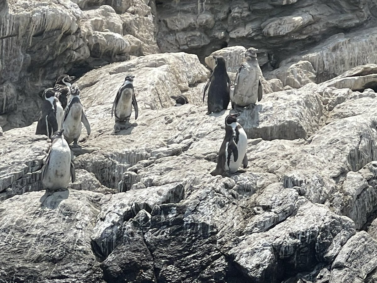 Aprobada Área Marina Protegida para todo el archipiélago de Humboldt, trabajo de biregional junto a <a href="/mvargasatacama/">Miguel Vargas Correa</a> que hoy ya define polígono. Esperamos en el establecimiento de los usos queden los límites requeridos. Saludar a todos que durante años han luchado por este logro.