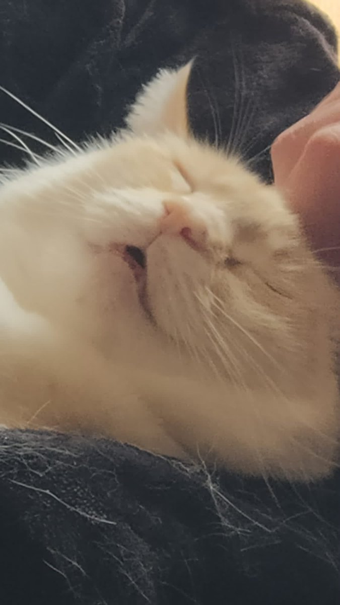 DriedInkRibbon's tweet photo. @DaveOshry @turbo_overkill My kitty, Daisy~ https://t.co/CmiH16IOB8