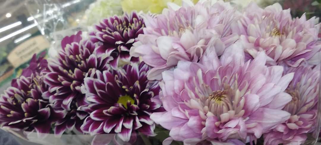 MichellePoet's tweet photo. #poemsfromtheheart #photooftheday #flowers #chrysanthemum #bouquet #flowerphotography #loveandlight #bethelight #bethegood #kindness #lightversusdark #photography #photographer #flowerstagram #flowersofinstagram #symbolism #good #delight #FlowersOnFriday #FlowersOfTwitter #flower https://t.co/eVJJHiPirr