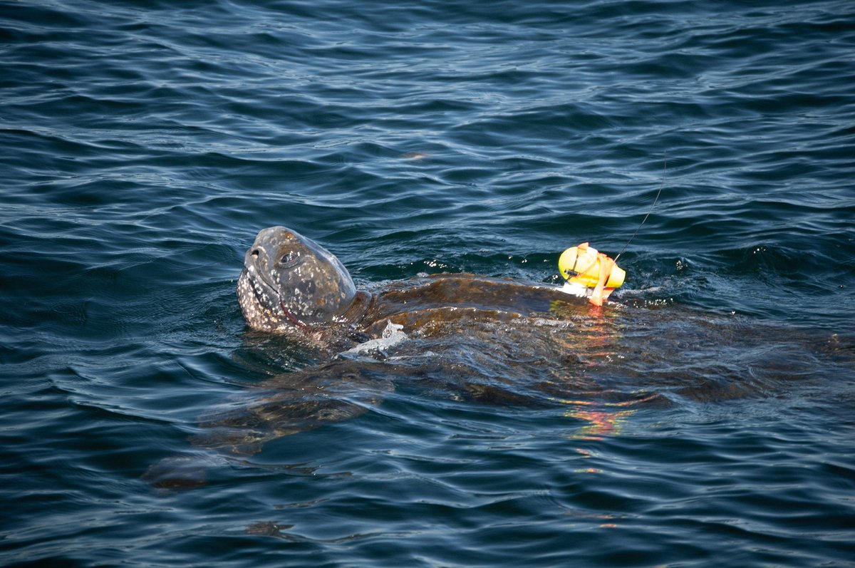 Excited to announce that our paper (and my first first author paper) is out now! We found that leatherback sea turtles will dive faster to forage longer 🐢  Major thanks to my co authors and top notch supervisors @tomkdoyle @Ash_w_b and Mike James dx.doi.org/10.1002/ecs2.4…
