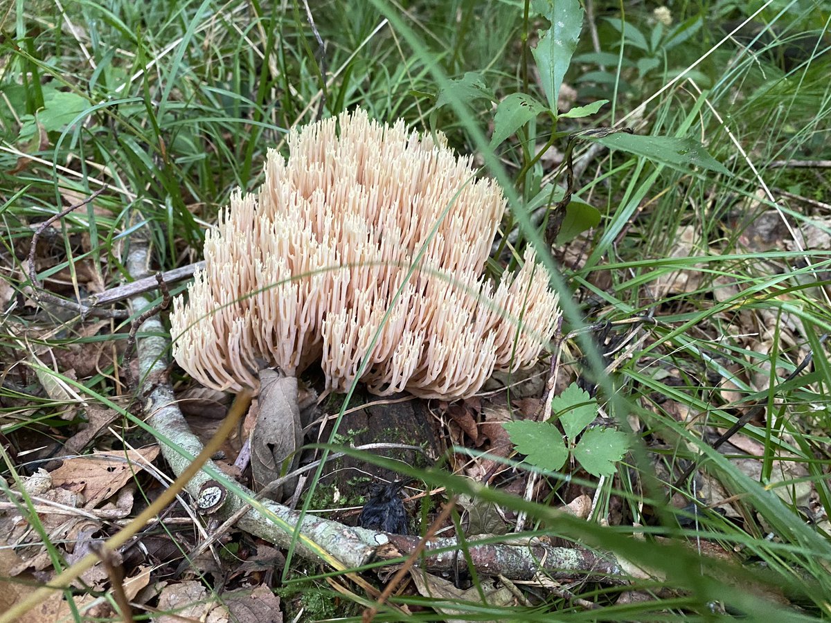 whatsthat's tweet image. 