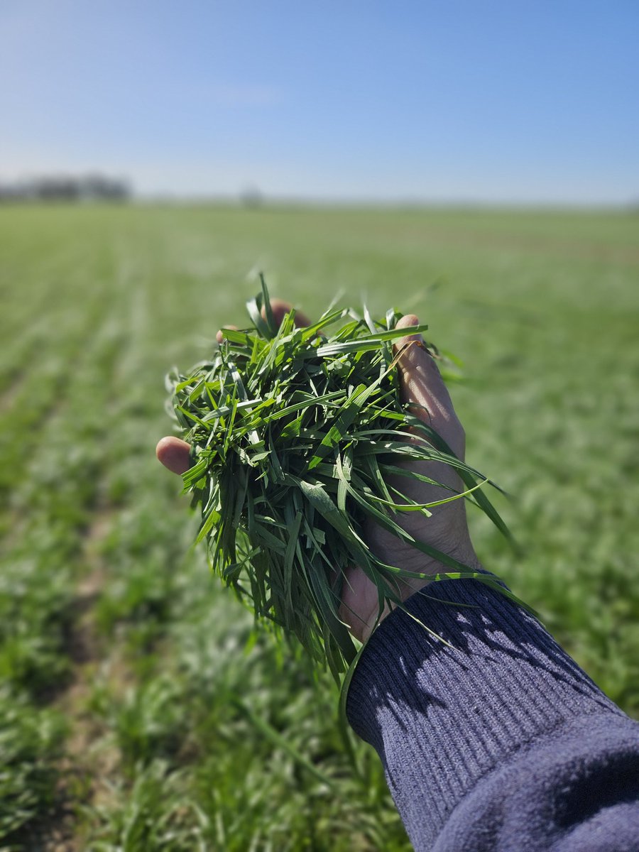 PolachoApolant's tweet photo. Más mediciones de materia seca cosechable para armar el presupuesto forrajero de los primeros pastoreos de estás pp1 sembradas fines de Abril y ppios de Mayo.
Festuca #RoyalQ200
Festuca #Malma
@GentosUy https://t.co/m8YNRLvxEz