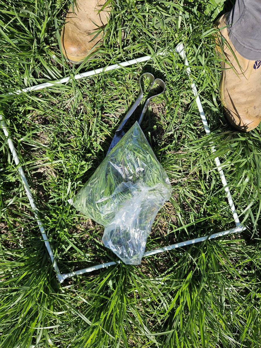 PolachoApolant's tweet photo. Más mediciones de materia seca cosechable para armar el presupuesto forrajero de los primeros pastoreos de estás pp1 sembradas fines de Abril y ppios de Mayo.
Festuca #RoyalQ200
Festuca #Malma
@GentosUy https://t.co/m8YNRLvxEz