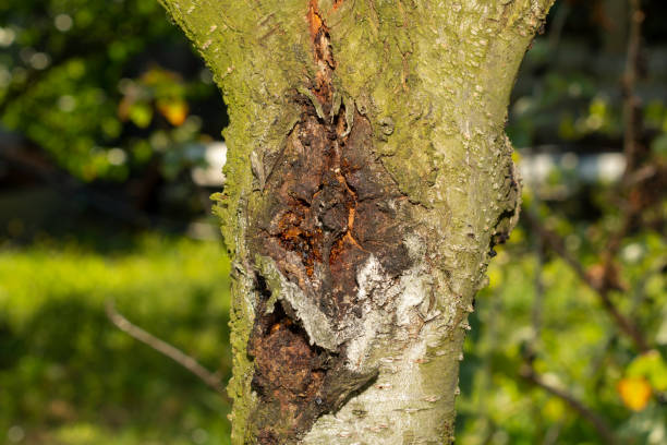 SmittysTreeNews's tweet image. What's the most challenging tree-related problem you've faced on your property? Share your story, and our experts might be able to offer some advice! #TreeProblems