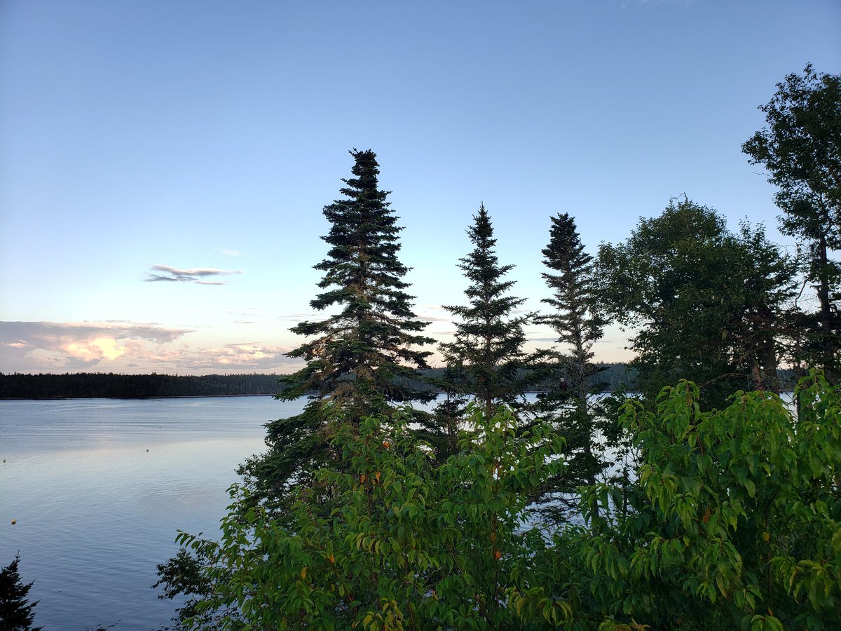 Can you spot this evening's visitor
#bayoffundy