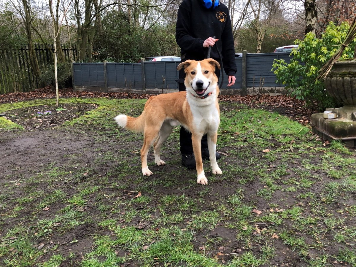 AdoptionsUk's tweet photo. Please retweet to help Bruce find a home #MANCHESTER #UK 
Active Akita Cross aged 2.  He's looking for an active adult home as the only pet. Please contact the shelter for full information. 
DETAILS or APPLY👇 
https://t.co/rWwCa5PRBf
 #dogs #Akita #Cheshire https://t.co/l3GS2ZGSe5