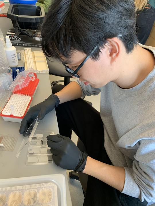 Ben Adler (@ben_a_adler) on Twitter photo Super proud to have played a small role in this work - a true multi-kingdom tale.
Side bar: watching <a href="/PeterHYoon/">Peter Hyungjun Yoon</a> make worms glow *with viruses* was a major highlight of 2022 for me. Super proud to have played a small role in this work - a true multi-kingdom tale.
Side bar: watching <a href="/PeterHYoon/">Peter Hyungjun Yoon</a> make worms glow *with viruses* was a major highlight of 2022 for me.