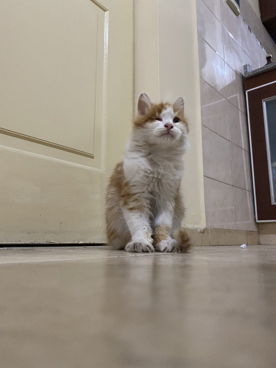 Gatito en adopciónnnnn, necesitamos encontrarle familia, porfis, si conocen a alguien o esa familia son ustedes, me escriben 🙏🏼❤️‍🩹