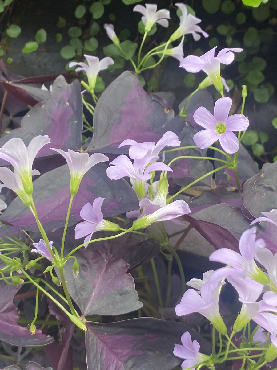 GardensHope's tweet photo. #SomethingfortheWeekend have a good one try #NaturePhotograhpy #bloomwatch #ActionforNature #KeepGoing #KeepPlanting @eastpengegarden @EasternCurve @meanwhilegdns @_WildYourGarden @gardener_the @CroftonGarden @allotmentonline @LDNGardensTrust https://t.co/N5Eth9N7dX