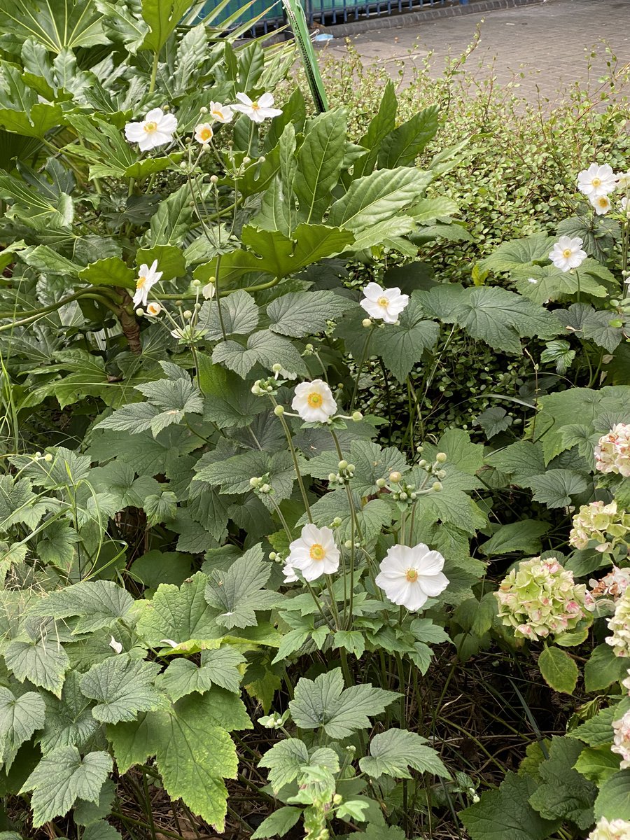 GardensHope's tweet photo. #SomethingfortheWeekend have a good one try #NaturePhotograhpy #bloomwatch #ActionforNature #KeepGoing #KeepPlanting @eastpengegarden @EasternCurve @meanwhilegdns @_WildYourGarden @gardener_the @CroftonGarden @allotmentonline @LDNGardensTrust https://t.co/N5Eth9N7dX