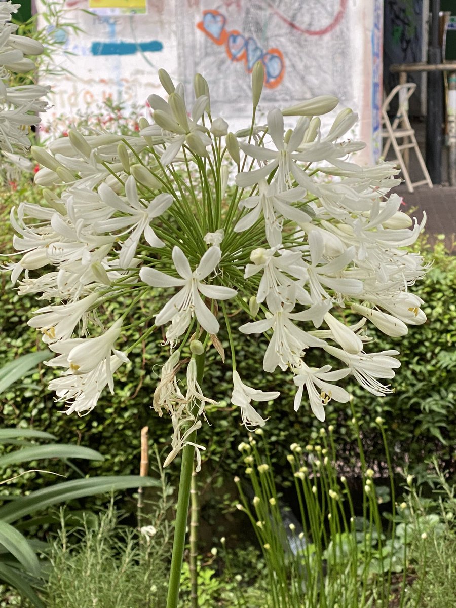 GardensHope's tweet photo. #SomethingfortheWeekend have a good one try #NaturePhotograhpy #bloomwatch #ActionforNature #KeepGoing #KeepPlanting @eastpengegarden @EasternCurve @meanwhilegdns @_WildYourGarden @gardener_the @CroftonGarden @allotmentonline @LDNGardensTrust https://t.co/N5Eth9N7dX