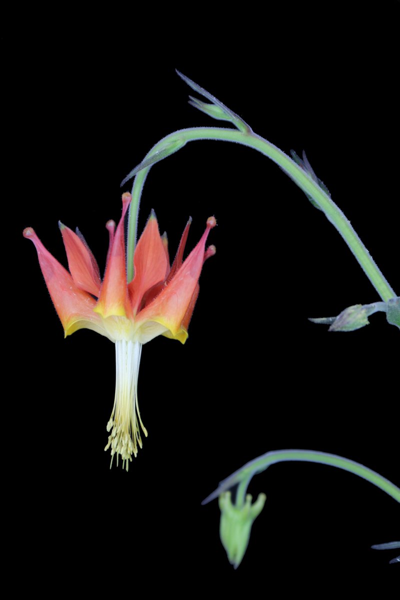 Yan_C_Gong's tweet photo. I am thrilled to share that I just started my @NSF #PRFB fellowship with Dr. Elena Kramer at @HarvardOEB. In the next three years, I will continue to investigate the molecular and cellular mechanism that drives nectary development in Aquilegia and other eudicot lineages. https://t.co/nwUhhqxxSW