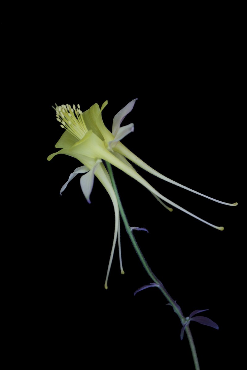 Yan_C_Gong's tweet photo. I am thrilled to share that I just started my @NSF #PRFB fellowship with Dr. Elena Kramer at @HarvardOEB. In the next three years, I will continue to investigate the molecular and cellular mechanism that drives nectary development in Aquilegia and other eudicot lineages. https://t.co/nwUhhqxxSW
