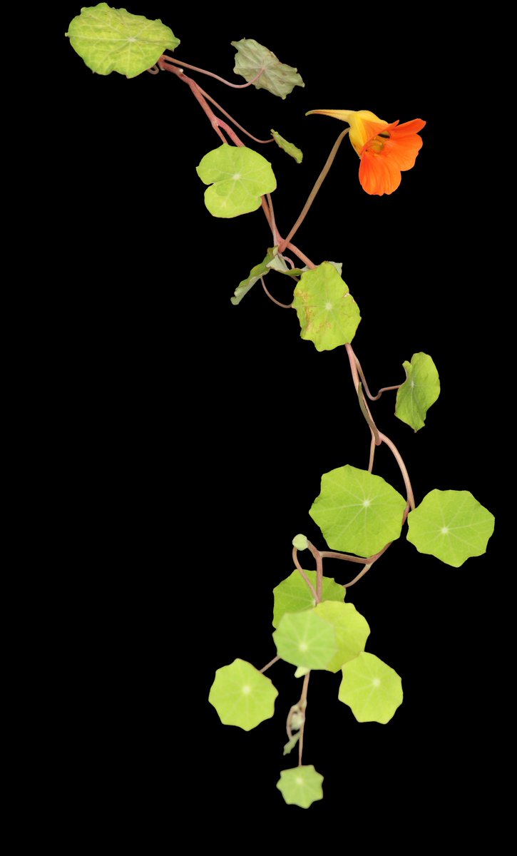 Yan_C_Gong's tweet photo. I am thrilled to share that I just started my @NSF #PRFB fellowship with Dr. Elena Kramer at @HarvardOEB. In the next three years, I will continue to investigate the molecular and cellular mechanism that drives nectary development in Aquilegia and other eudicot lineages. https://t.co/nwUhhqxxSW