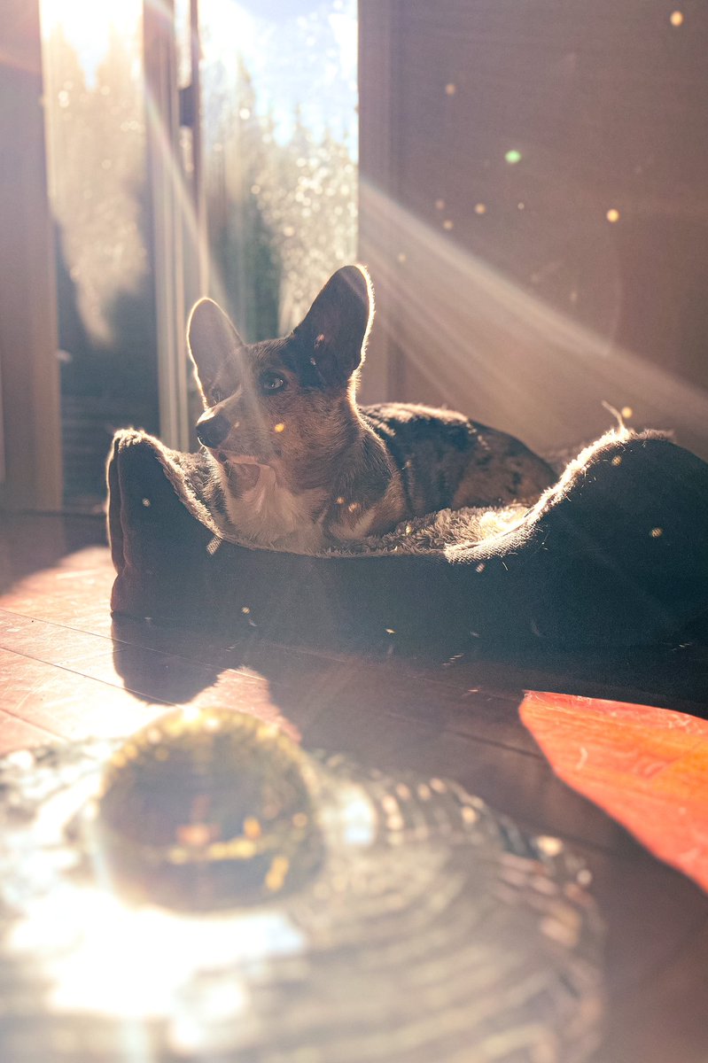 Picklesthecorgi's tweet photo. Mini photo shoot with the disco egg mom made 
🪩🍳 https://t.co/vxAIOFvXEa