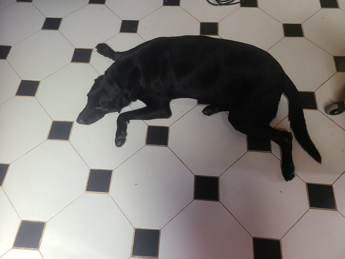 SusanSoltero's tweet photo. Mi labrador viejito anda perdido en Cupey Alto. Estamos destruidos. Es bien docil.. Se llama Drako. Si lo ven me escriben. Me abrazaba todos los dias. https://t.co/O2uj4kUJmU