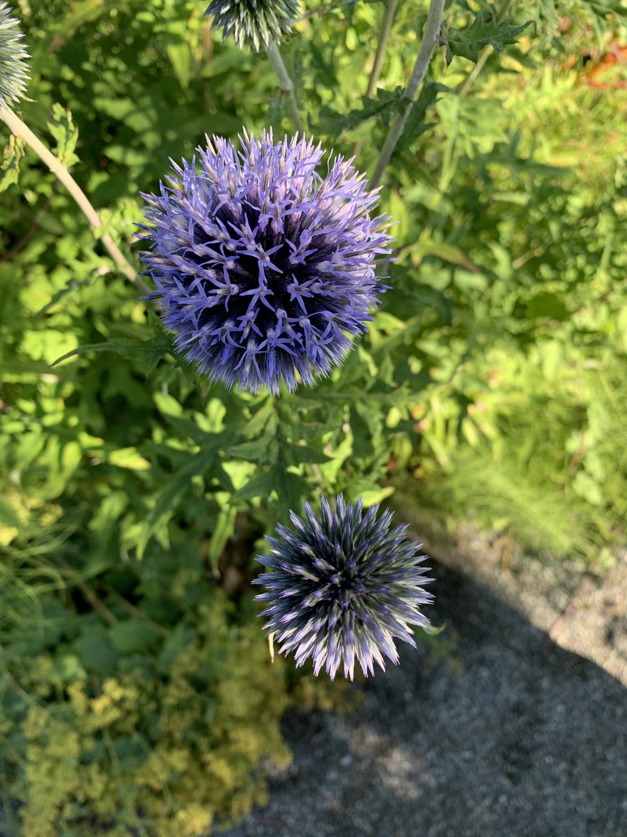 MrsGagneTeaches's tweet photo. Learning with nature, on these inspiring lands was a truly transformative experience. Such a fantastic residency, with the best people to begin my masters journey #MEEC @RoyalRoads https://t.co/5SZdltexPB