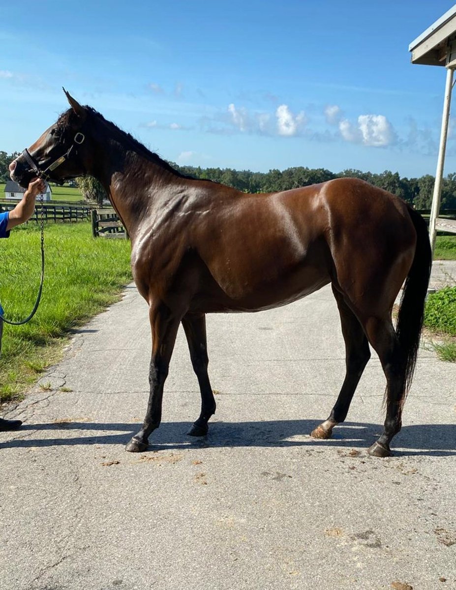 E&G Stable (@egstable) on Twitter photo La nueva potra de E&G Stable, Lily's Destiny, a ser preparada por el excelente entrenador Antonio Machado <a href="/RacingMachado/">Antonio Machado Racing</a> La nueva potra de E&G Stable, Lily's Destiny, a ser preparada por el excelente entrenador Antonio Machado <a href="/RacingMachado/">Antonio Machado Racing</a>