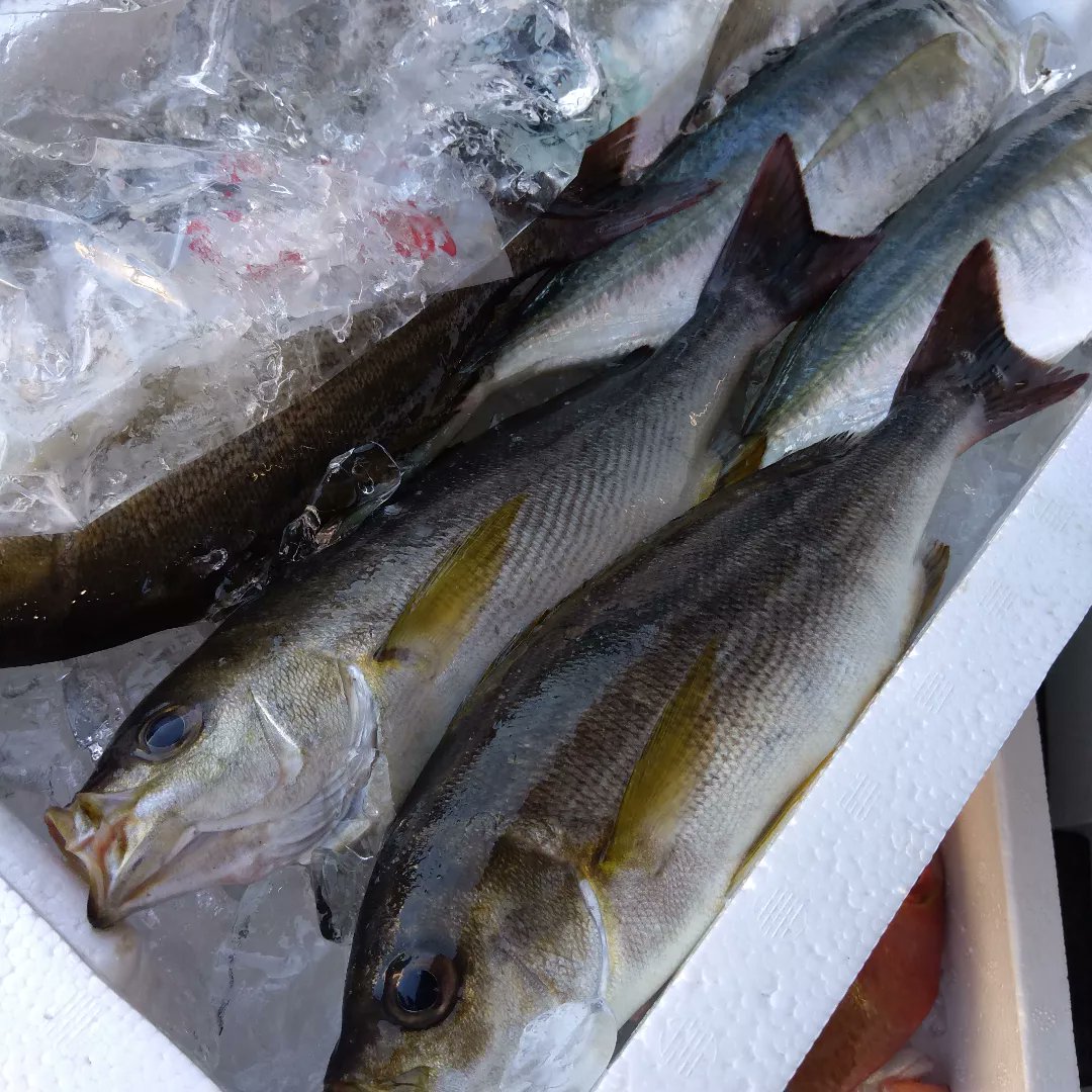 本日も福井県敦賀(つるが)港での仕入れが終了。
　
奈良へ帰ります。

よしっ！うまいこと買えた！！

美味しいもんは、ある時に！！