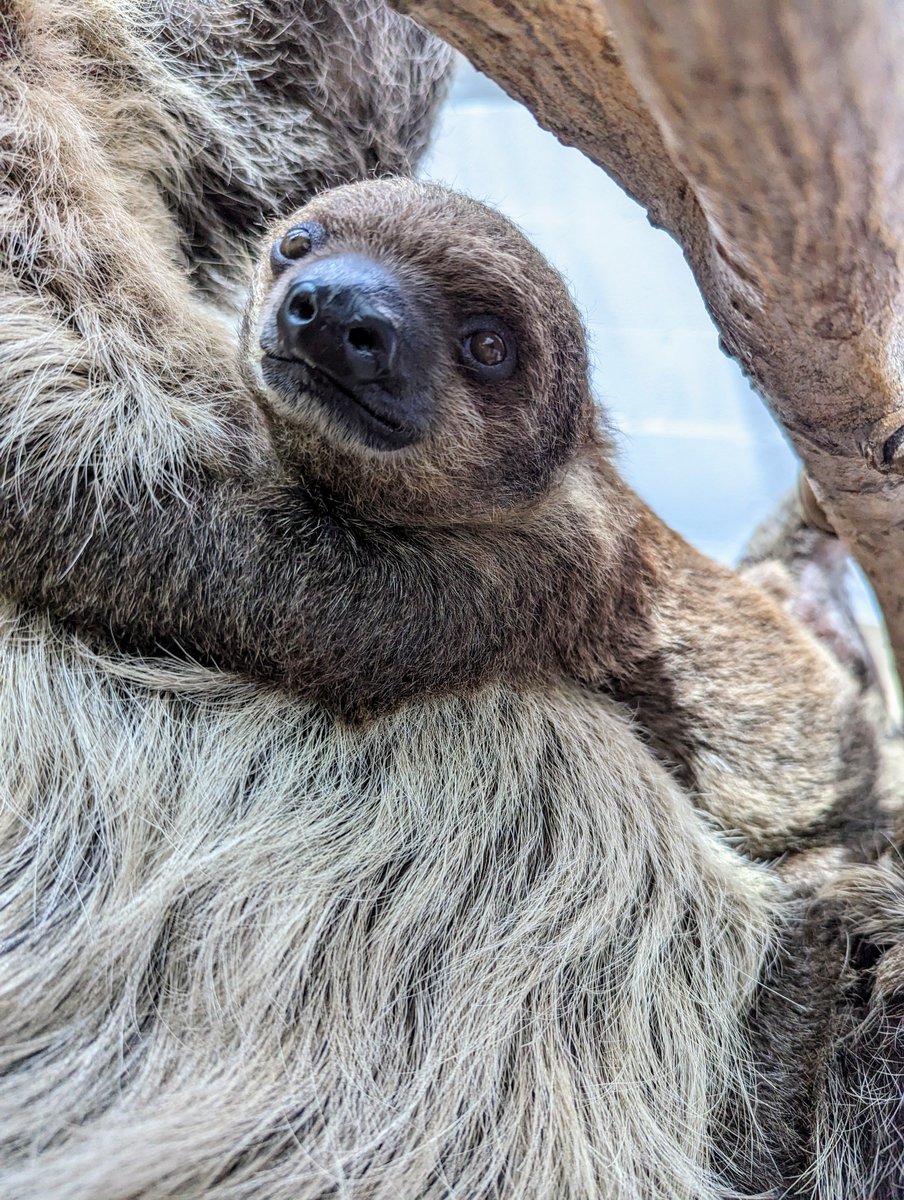 DenverZoo tweet picture