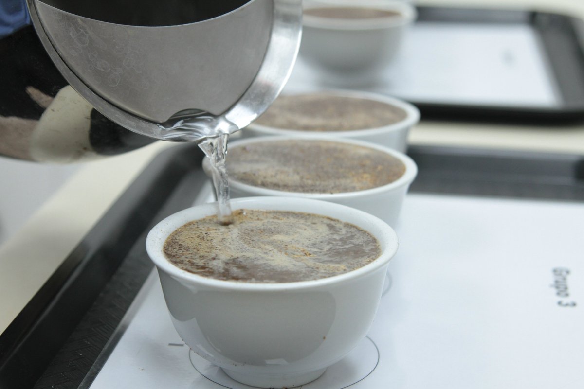 CafedeGuatemala's tweet image. #Catación | Conozca los servicios que ofrece nuestro Laboratorio de Catación en el siguiente enlace:

✅ bit.ly/catacion

☎️ 2421-3700 ext. 1075 / 1077
📧 catacion@anacafe.org

#CafédeGuatemala