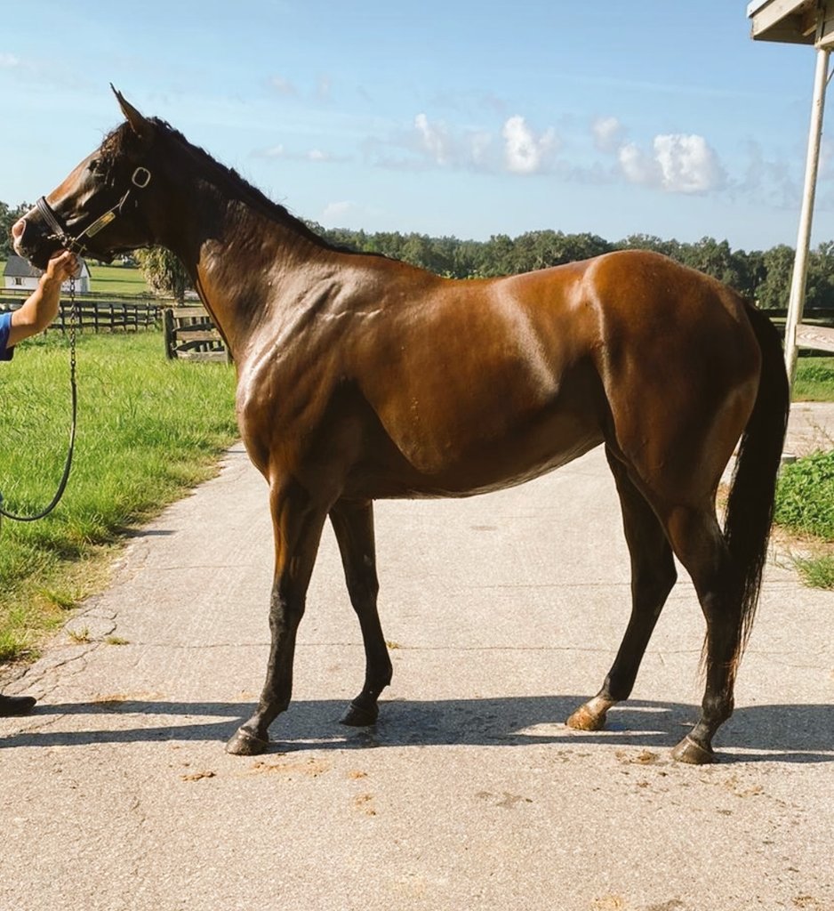 E&G Stable (@egstable) on Twitter photo Our new filly, Lily's Destiny to be prepared for the excellent trainer Antonio Machado <a href="/RacingMachado/">Antonio Machado Racing</a> Our new filly, Lily's Destiny to be prepared for the excellent trainer Antonio Machado <a href="/RacingMachado/">Antonio Machado Racing</a>
