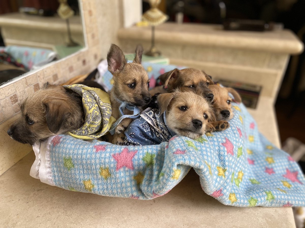 Alina_Gag's tweet photo. Estos cinco cachorritos necesitan un hogar temporal urgente. La persona que lxs encontró en la basura no puede cuidarles porque tiene ya 8. Podrían irse a hogares temporales 3 y 2. Yo ayudo con difusión para que se adopten.

Ciudad de México https://t.co/7ATGWpqgkE