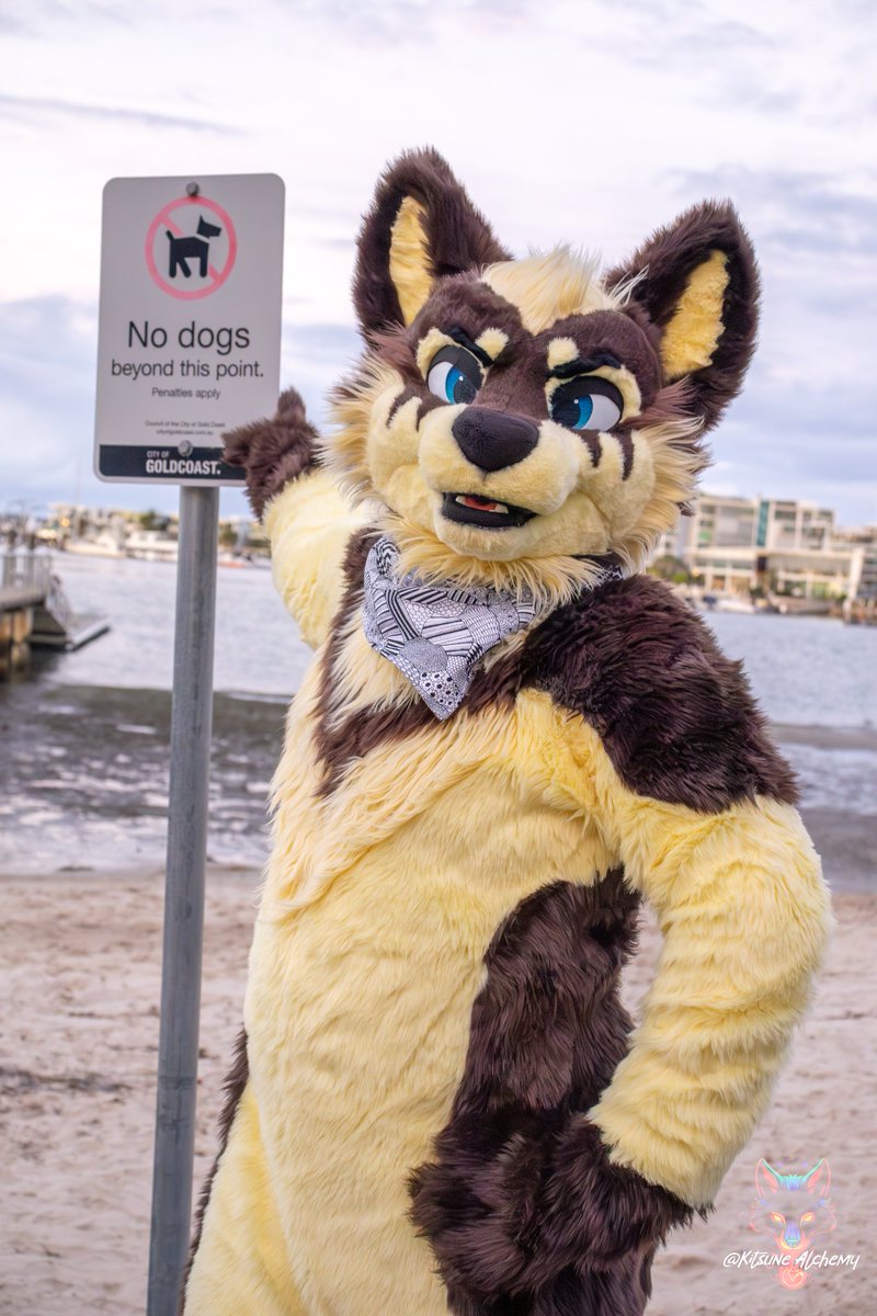 Jaron the Rock N Roll Shepsky ๐ฆ๐บ ๐ Aurawra 25 (@gangstaguru123) on Twitter photo No dogs allowed? Not even on #FursuitFriday???
BLASPHEMY!
๐ธ: <a href="/KitsuneAlchemy/">Kitsune Alchemy | ใญใใผใณใปใขใซใฑใใผ</a>
โ๏ธ: <a href="/FursuitsByLacy/">Fursuits By Lacy</a>
#fursuit #furry #furries No dogs allowed? Not even on #FursuitFriday???
BLASPHEMY!
๐ธ: <a href="/KitsuneAlchemy/">Kitsune Alchemy | ใญใใผใณใปใขใซใฑใใผ</a>
โ๏ธ: <a href="/FursuitsByLacy/">Fursuits By Lacy</a>
#fursuit #furry #furries