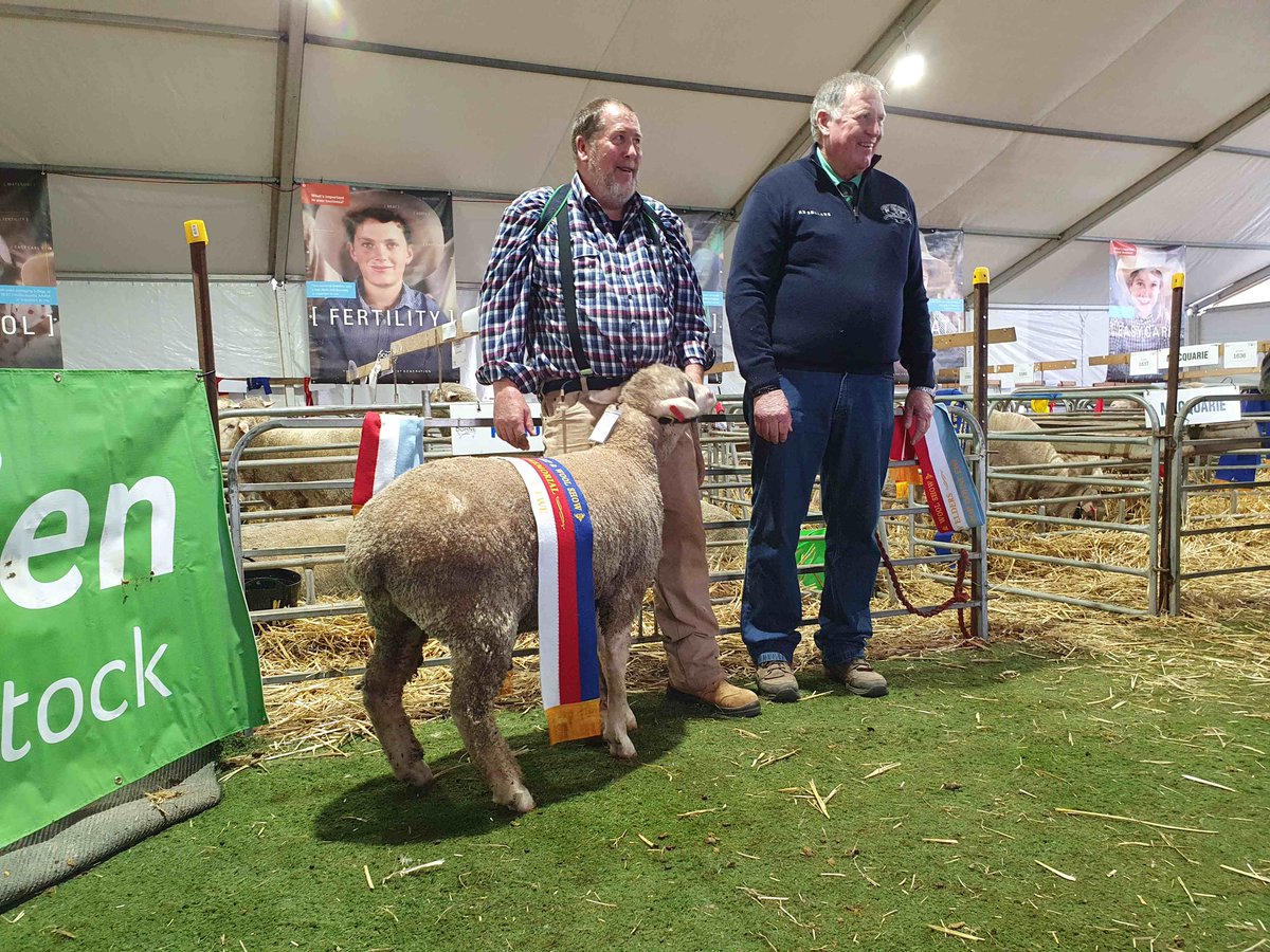 DohneAus's tweet photo. Congratulations to Macquarie Dohne for their outstanding achievements Champion Ram, Champion Exhibit & most successful exhibitor. Congratulations to Ulooloo for their well-deserved win of Champion Ewe.
#Dohnes #DohneMerino #AWI #MLA #wool #networking #meat #sheepshow #bendigo https://t.co/RQxMqRavlM