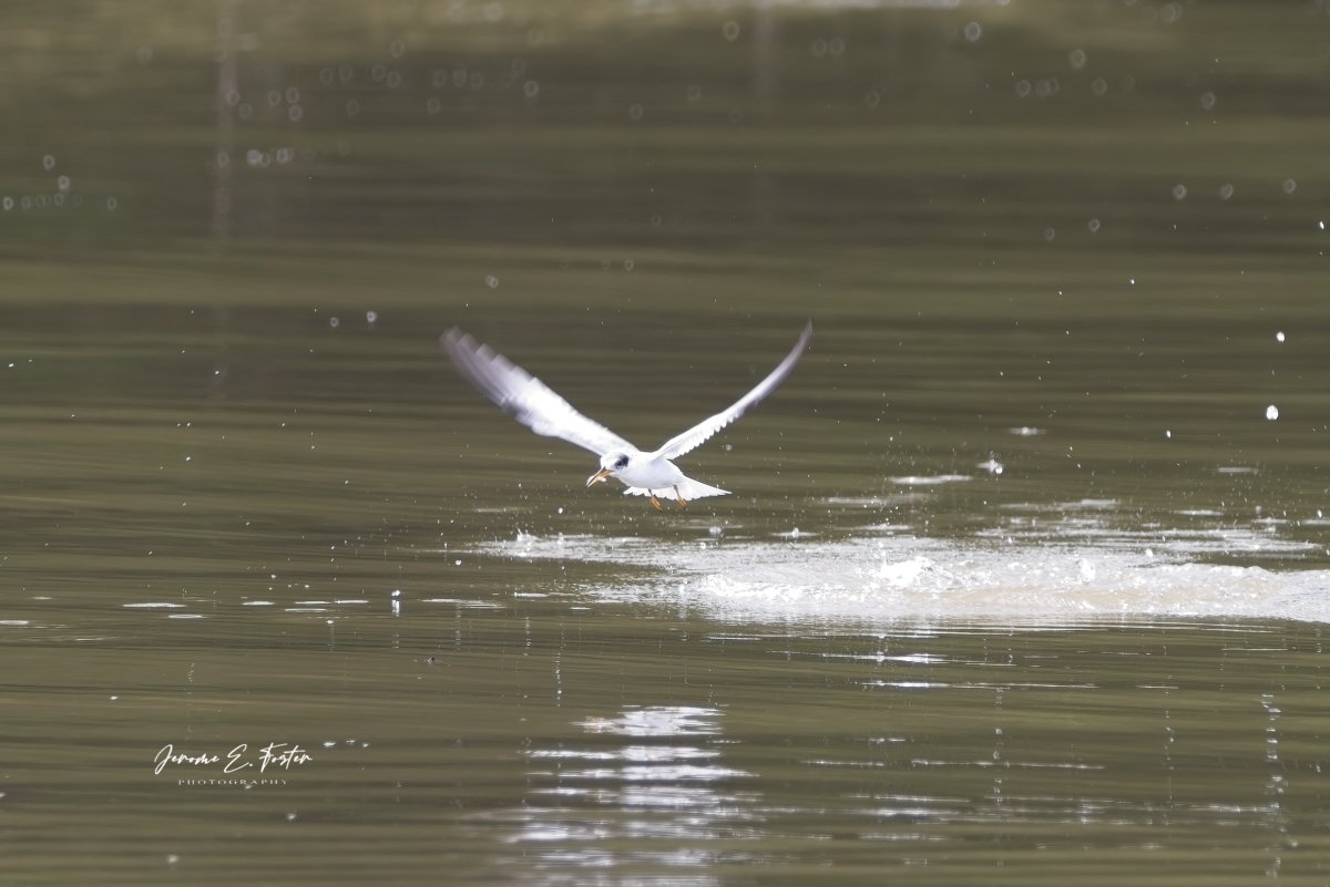 buggyfresh78's tweet image. #Least #terns are #aggressive #fishers. They are the #smallest tern #species in the #world, but make up for it with #energy. This one caught about 5-6 fish in about 3 minutes! 
.
.
.
#birdwatching #wildlife #animals #birdphotography #caribbean #trinidadandtobago #BirdsSeenIn2023