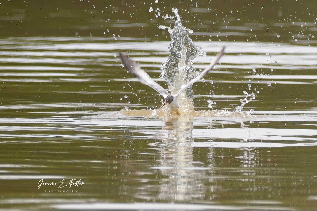 buggyfresh78's tweet image. #Least #terns are #aggressive #fishers. They are the #smallest tern #species in the #world, but make up for it with #energy. This one caught about 5-6 fish in about 3 minutes! 
.
.
.
#birdwatching #wildlife #animals #birdphotography #caribbean #trinidadandtobago #BirdsSeenIn2023