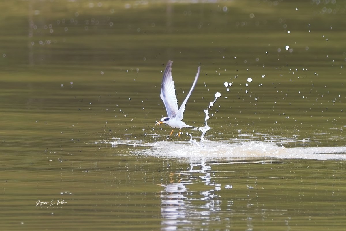 buggyfresh78's tweet image. #Least #terns are #aggressive #fishers. They are the #smallest tern #species in the #world, but make up for it with #energy. This one caught about 5-6 fish in about 3 minutes! 
.
.
.
#birdwatching #wildlife #animals #birdphotography #caribbean #trinidadandtobago #BirdsSeenIn2023