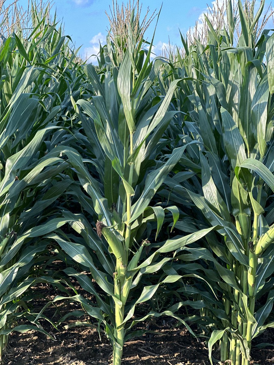 Bodie Kitchel tweet media