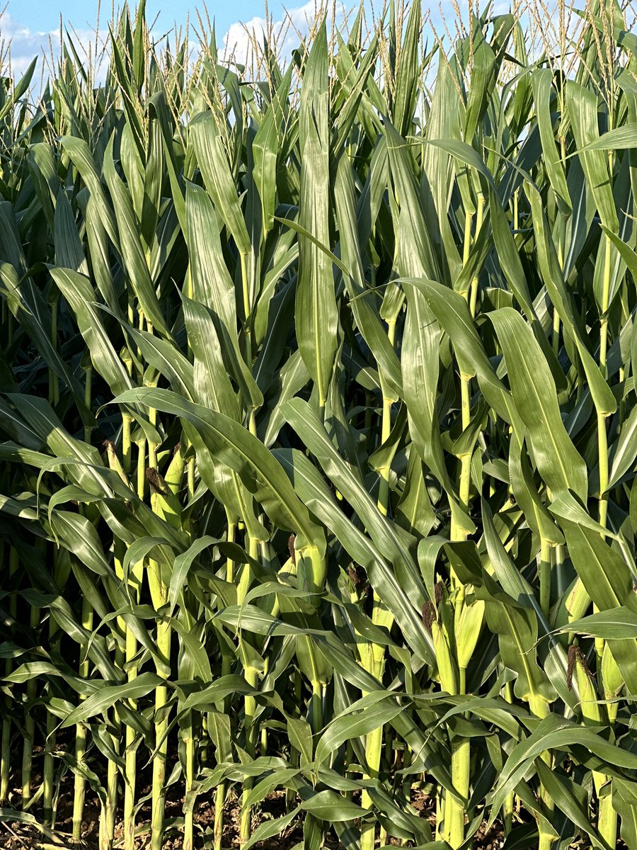 Plant health is amazing Imo. No fungicide 3rd yr corn on corn. Keep nutrition high and the plant has the ability to withstand or hold off a lot of disease. Will run fungicide if need be, but scouting everyday right now no fungicide warranted, invest in nutrition as preventative