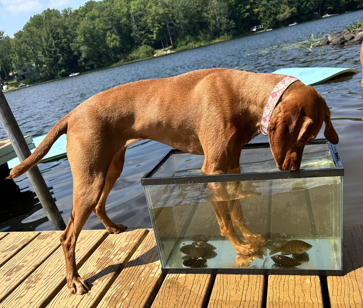 Ruby the Therapy Dog tweet media