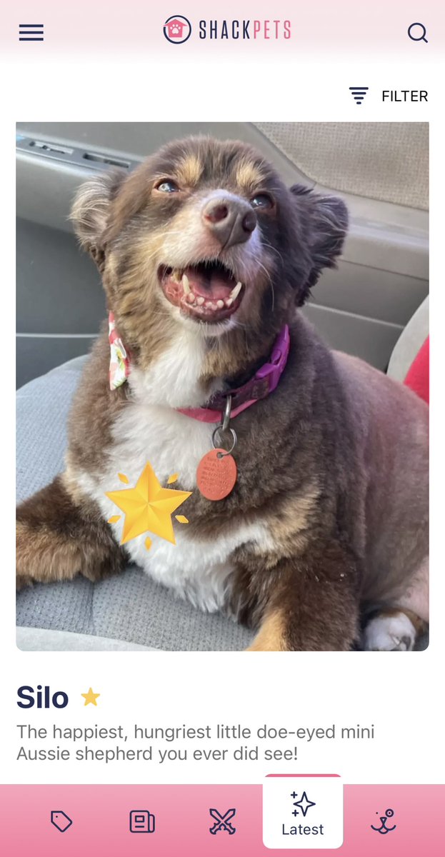 shackpets's tweet photo. Silo is very happy to confirm the weekend! 🐶🎉 #weekendconfirmed https://t.co/pyEBo8V5uJ
