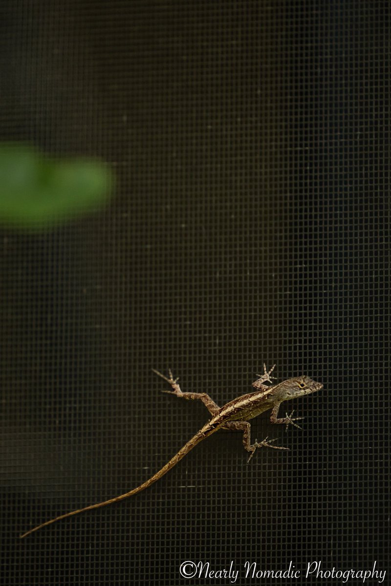 NearlyNomadic's tweet photo. #Canon #wildlifephotography #canonr5  #floridaphotography https://t.co/nh5IPobtzT