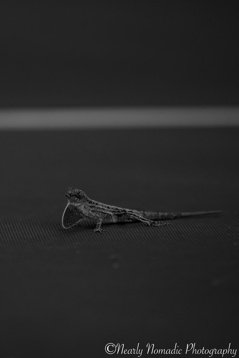 NearlyNomadic's tweet photo. #Canon #wildlifephotography #canonr5  #floridaphotography https://t.co/nh5IPobtzT