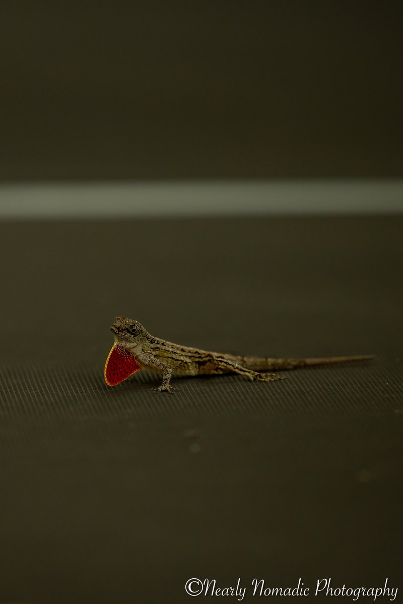 NearlyNomadic's tweet photo. #Canon #wildlifephotography #canonr5  #floridaphotography https://t.co/nh5IPobtzT