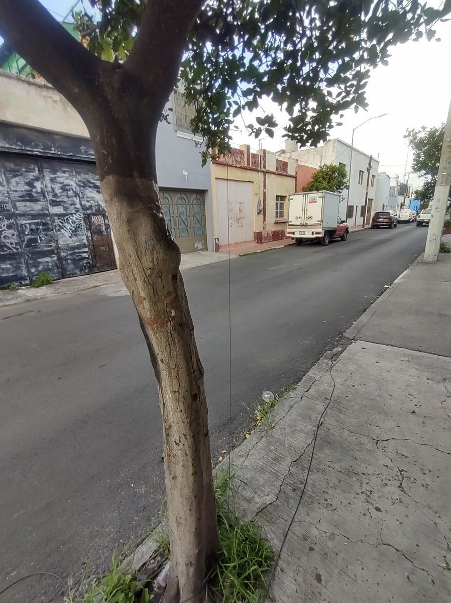 AleBarbaC's tweet photo. @Ramiro_Escoto @TelevisaGDL @TVAztecaJalisco @hederzona3 @lider919 y por la calle de Bartolomé de las Casas en la colonia Analco, de los árboles cuelgan los cables de alguna compañía de cable https://t.co/FyJKkNSnyr