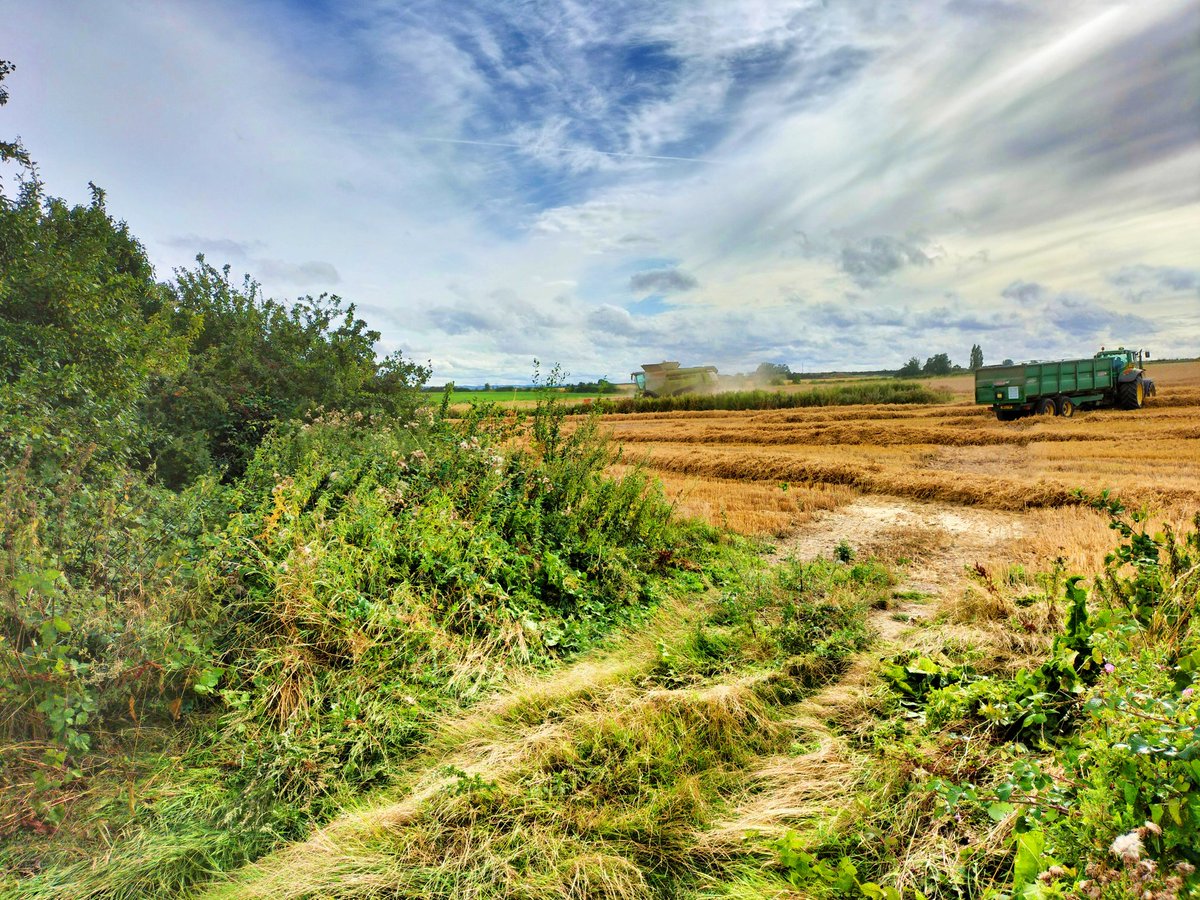 Sweetcorn2's tweet image. Harvest time.