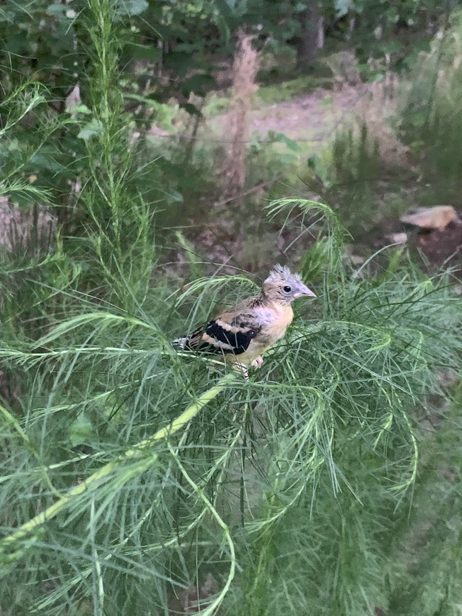 grimtuple's tweet image. AHGHGGHGHHGGG BABY GOLDFINCH