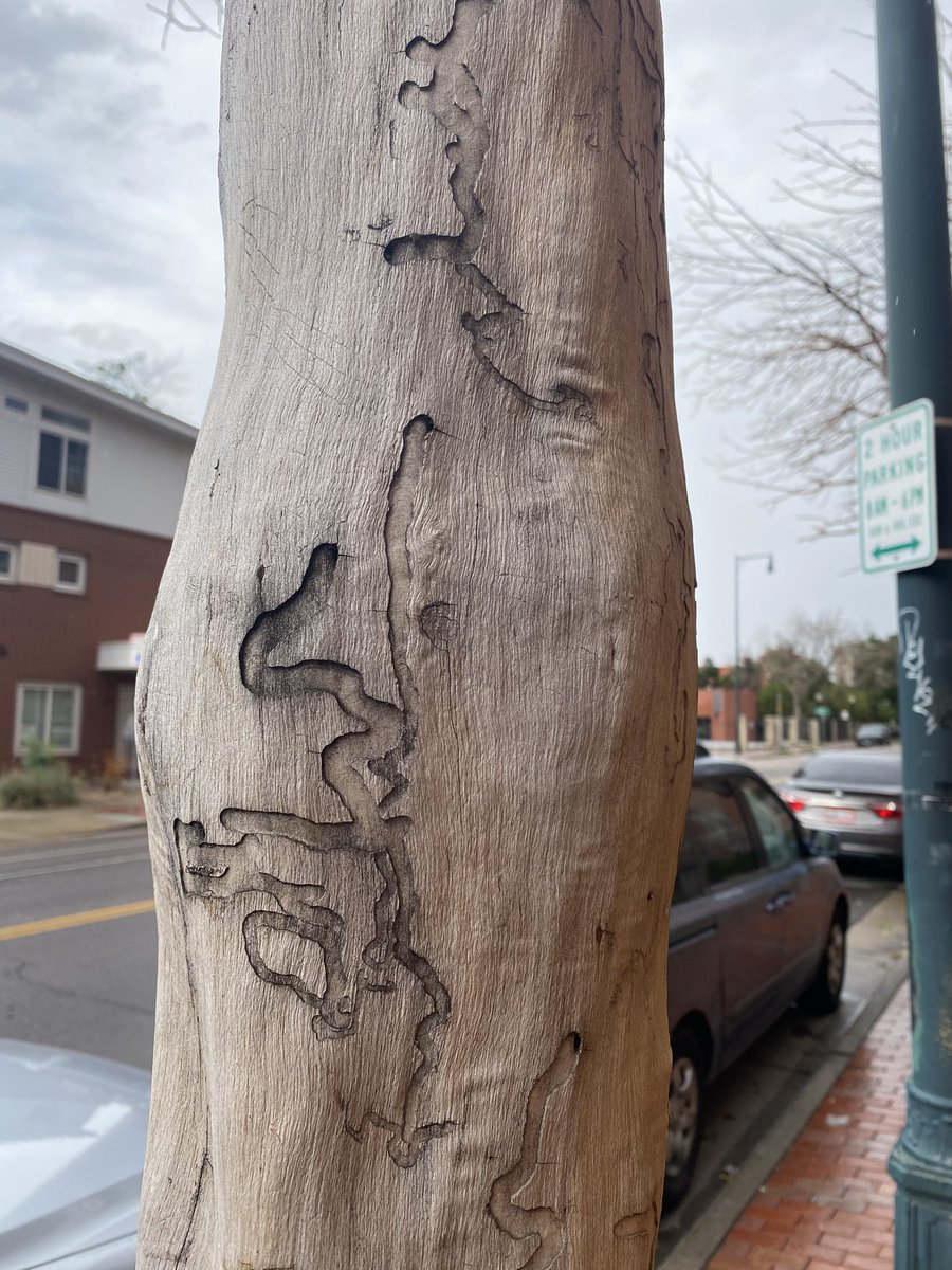 Karan_PlantPath's tweet image. Excited to be in #Denver with convenient public transportation. Though landscape doesn't look happy, feels like trees are escaping from the area! #Firstime in the west. 
Can't wait connecting with the amazing community at #Planthealth2023! 🌱🌿🌳🍄