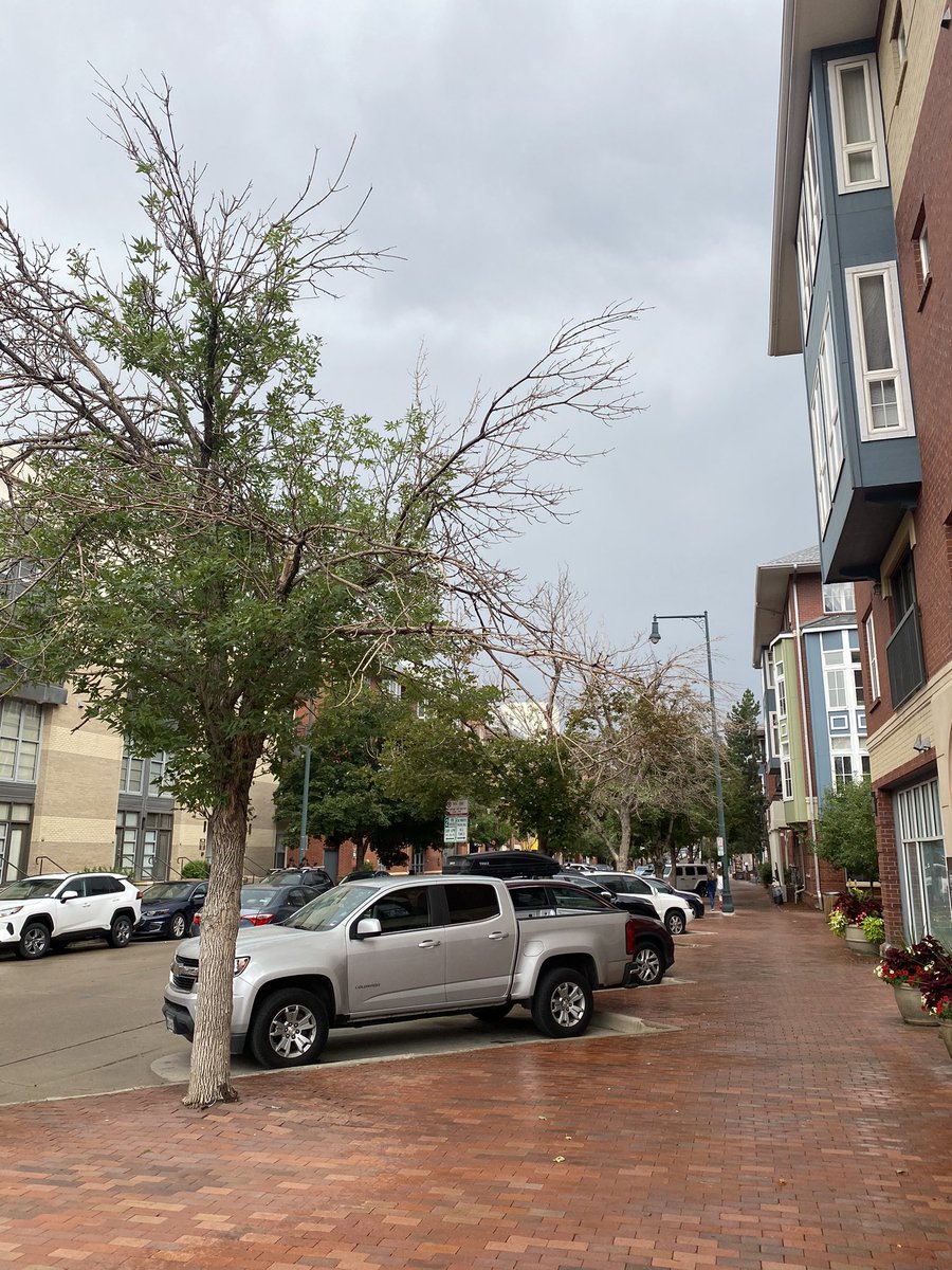 Karan_PlantPath's tweet image. Excited to be in #Denver with convenient public transportation. Though landscape doesn't look happy, feels like trees are escaping from the area! #Firstime in the west. 
Can't wait connecting with the amazing community at #Planthealth2023! 🌱🌿🌳🍄