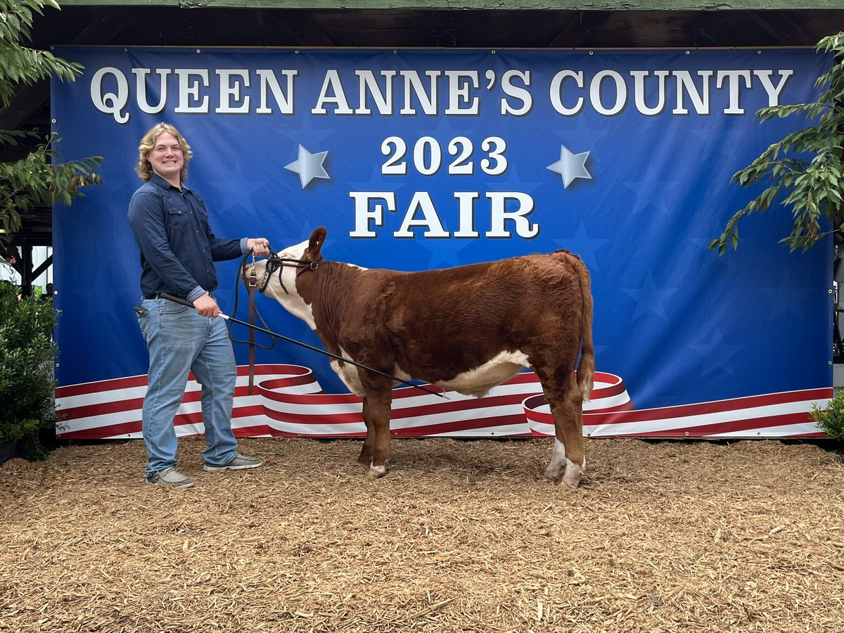 BkackEyeSusan's tweet photo. Final show for the summer at QA Co fair and the BES boys finished up the season with a bang. Jay and Cora did an awesome job again today. Sitka was third in a tough class and Drake finished first in light weight steer class. We can’t thank our show kids enough !!!! https://t.co/Y1HzwhNuAk