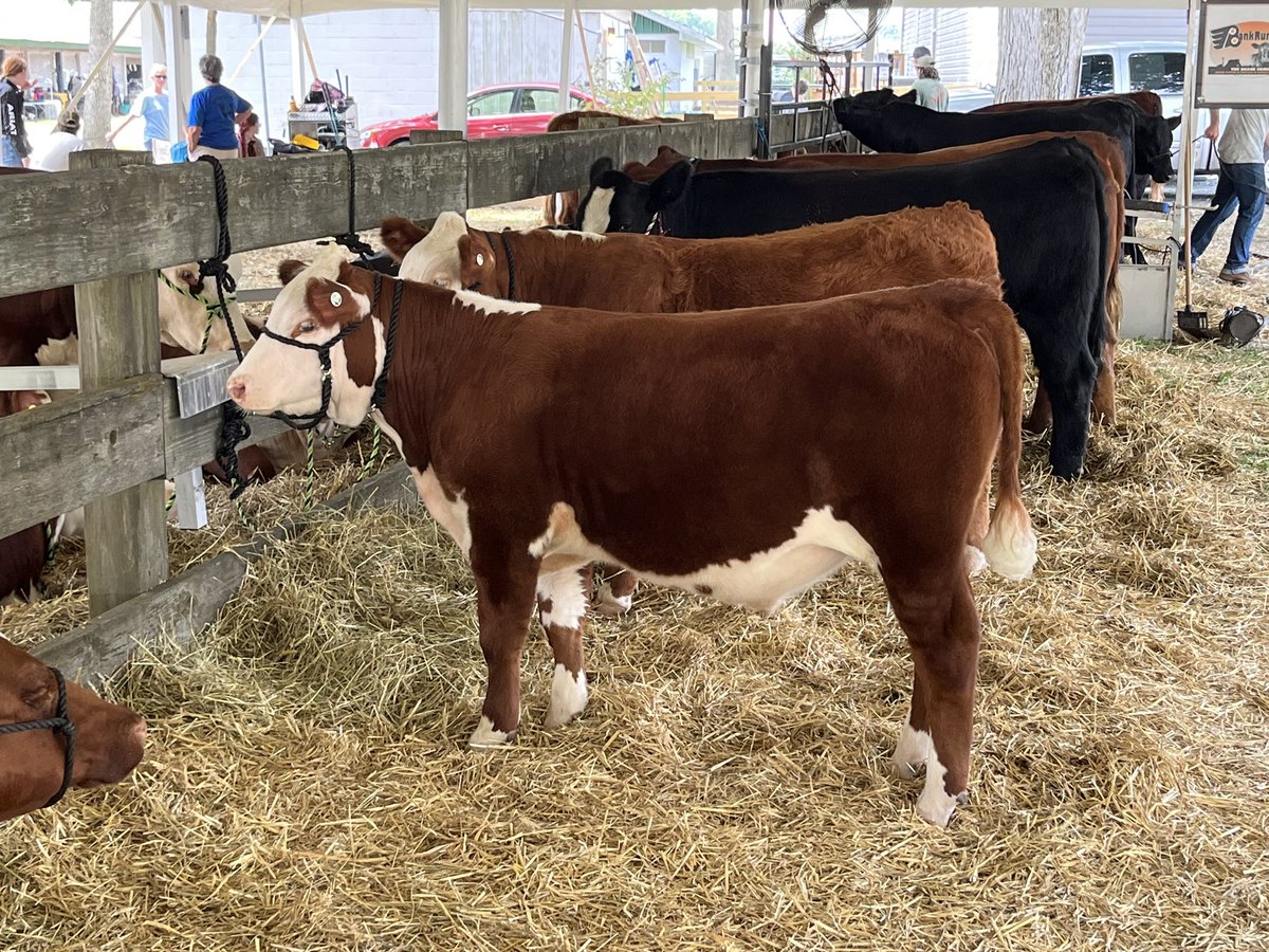 BkackEyeSusan's tweet photo. Final show for the summer at QA Co fair and the BES boys finished up the season with a bang. Jay and Cora did an awesome job again today. Sitka was third in a tough class and Drake finished first in light weight steer class. We can’t thank our show kids enough !!!! https://t.co/Y1HzwhNuAk